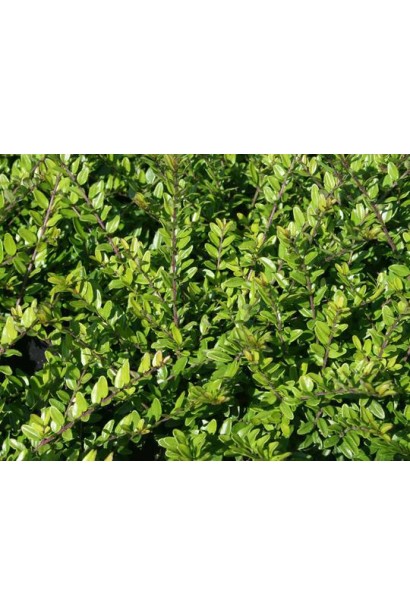 Жимолость блискуча Елегант опис